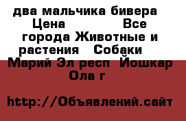 два мальчика бивера › Цена ­ 19 000 - Все города Животные и растения » Собаки   . Марий Эл респ.,Йошкар-Ола г.